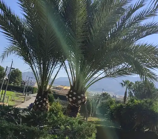 Trabajo en jardines