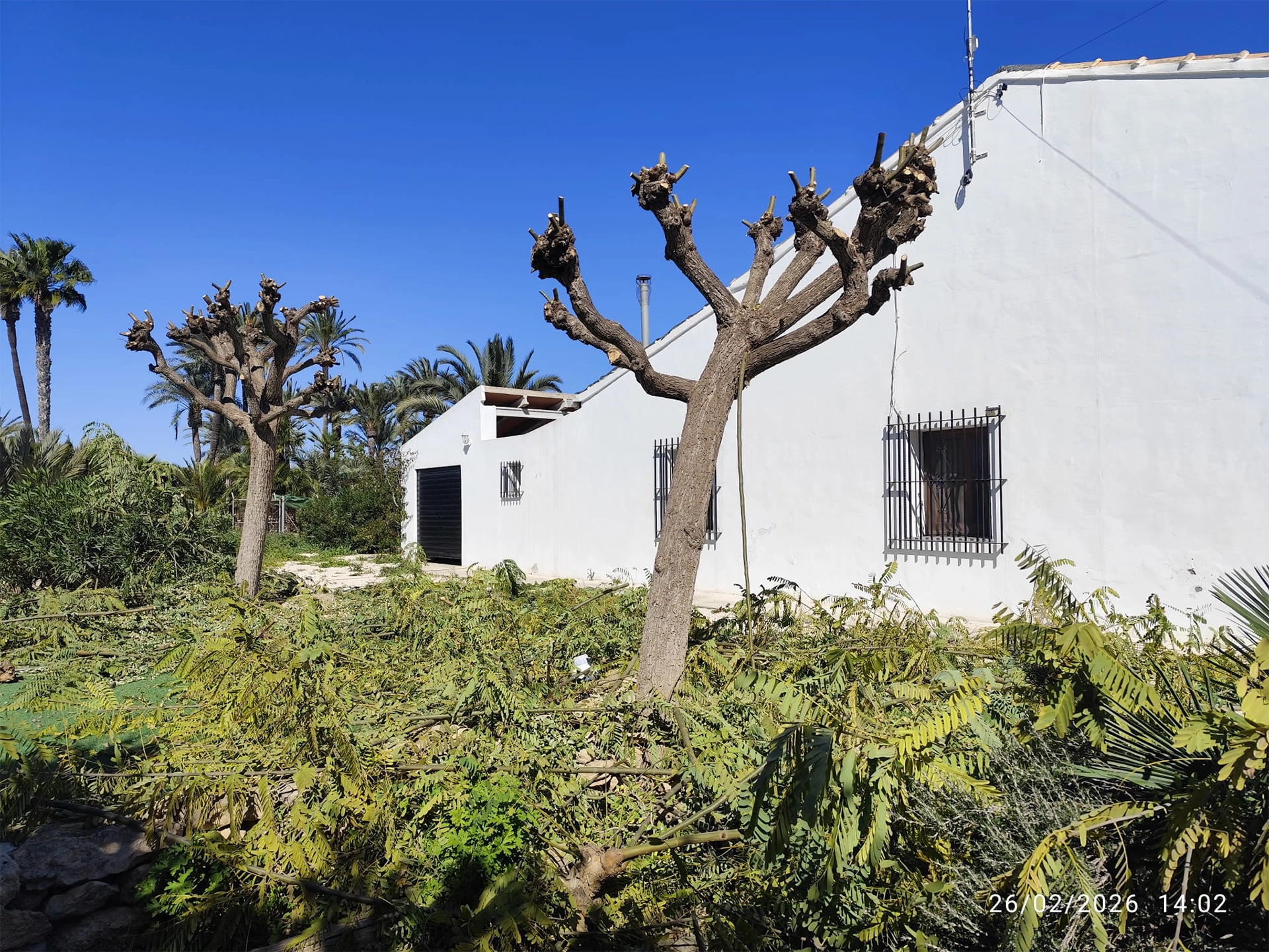 Poda de tipuana Elche