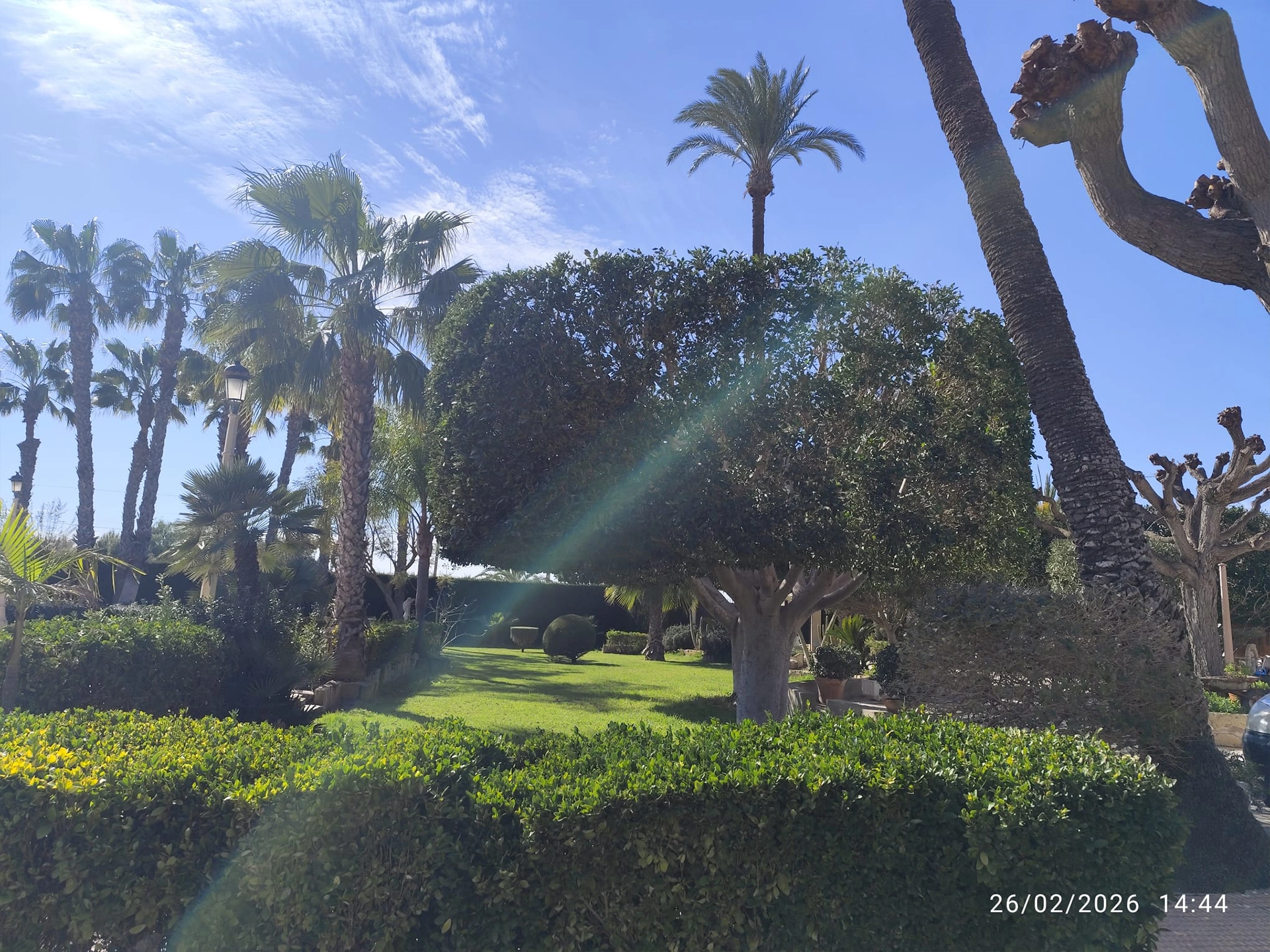 jardineria elche ficus poda