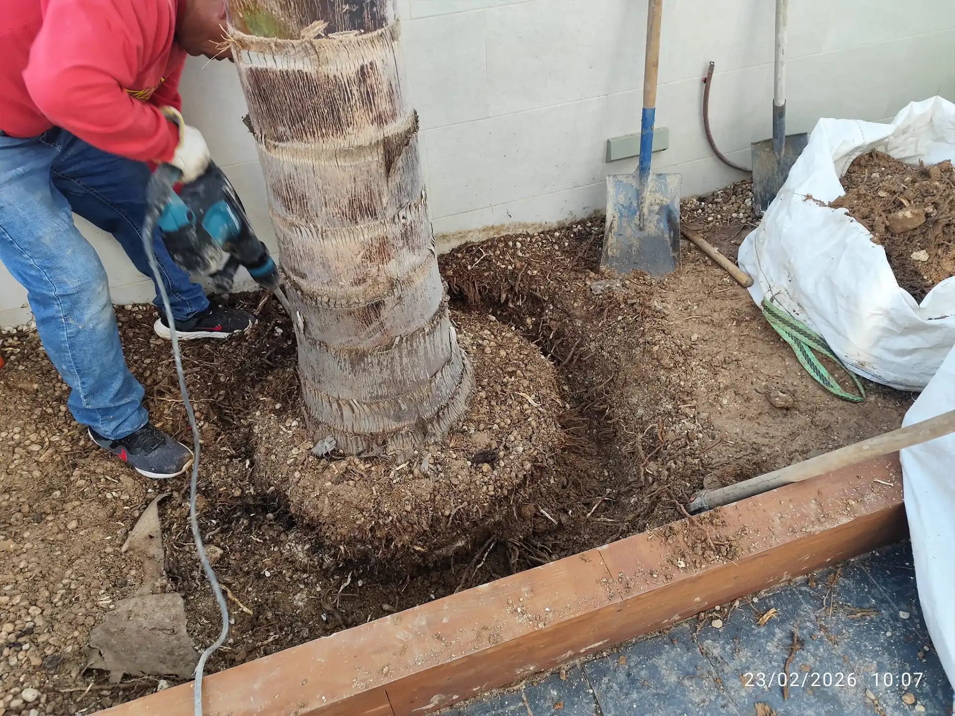 trasplante palmeras alicante