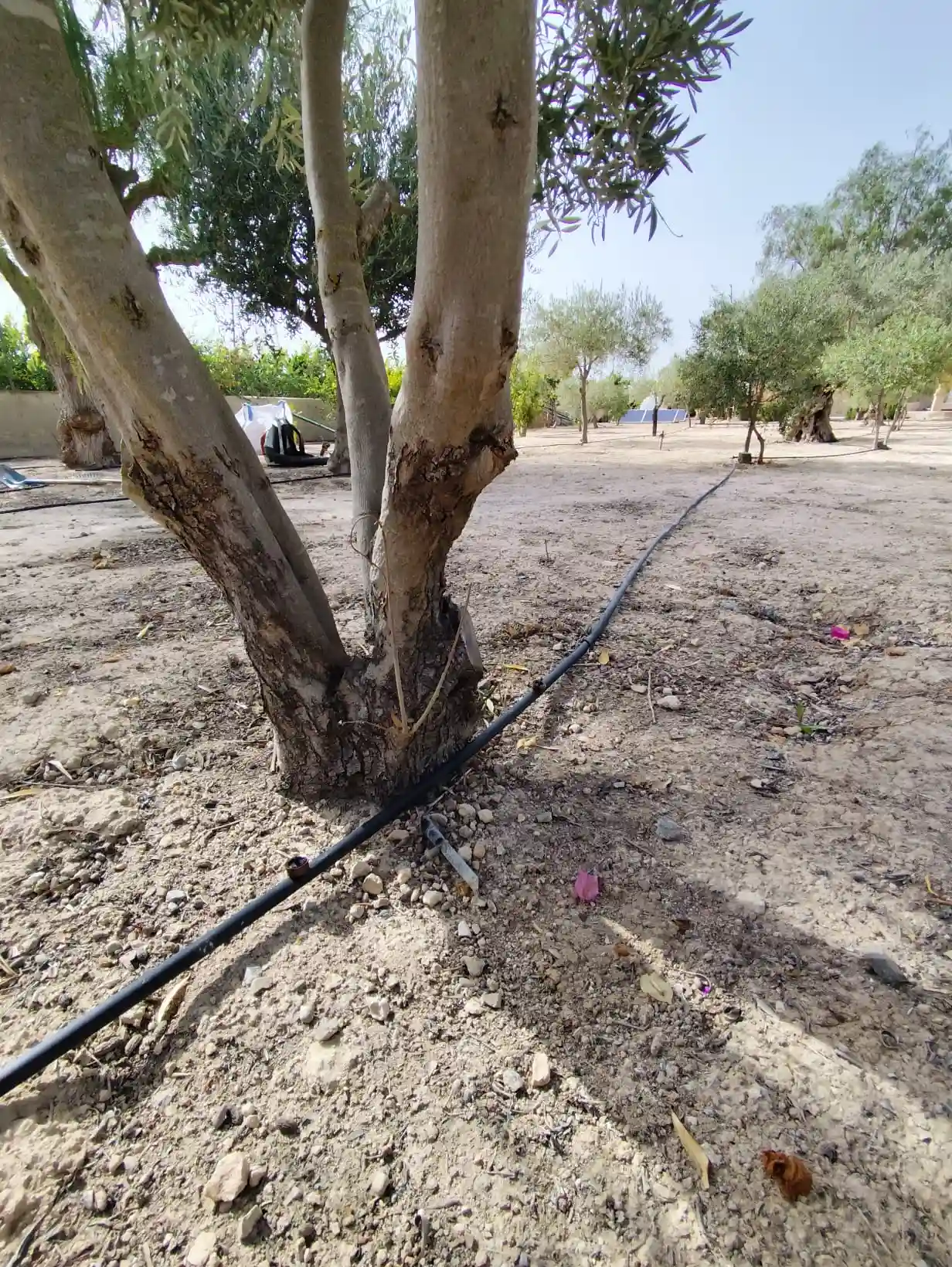 Desbrozado del terreno en Santa Pola